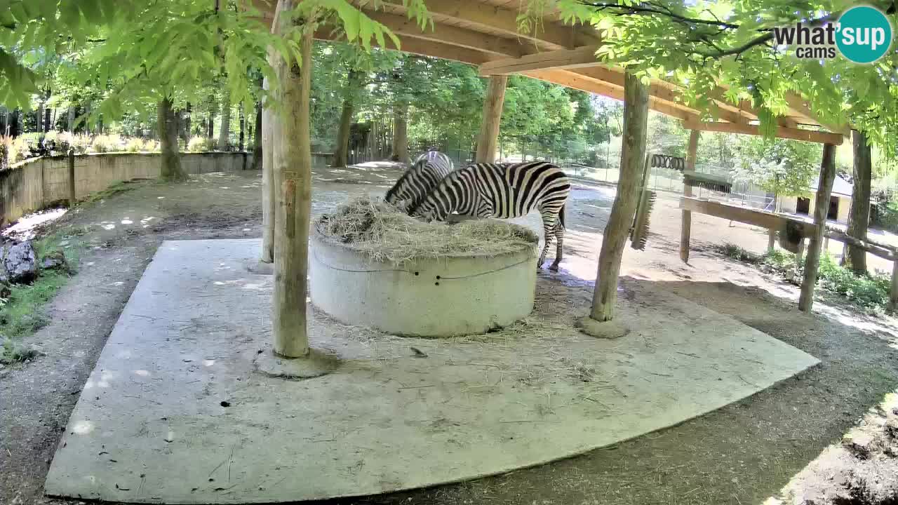 Live webcam Zebras in Ljubljana ZOO – Slovenia