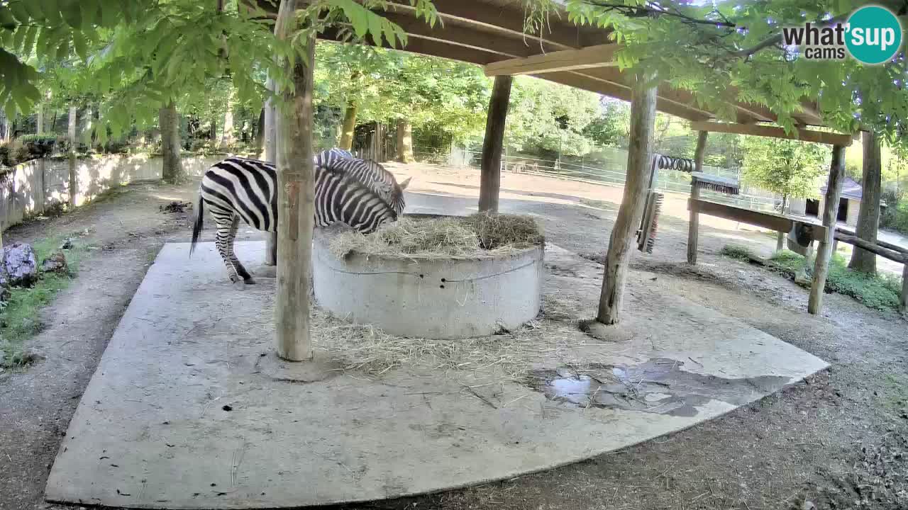Web kamera uživo Zebras u ZOO Ljubljana – Slovenija