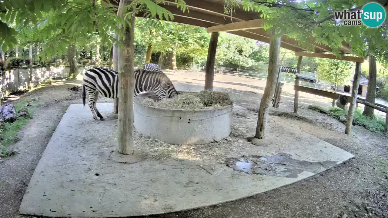Zebre v živo v živalskem vrtu Ljubljana ZOO spletne kamere
