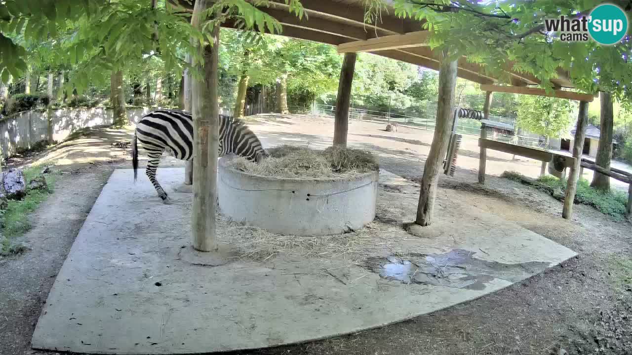 Le Zebre nello ZOO di Ljubljana – Slovenia Live webcam