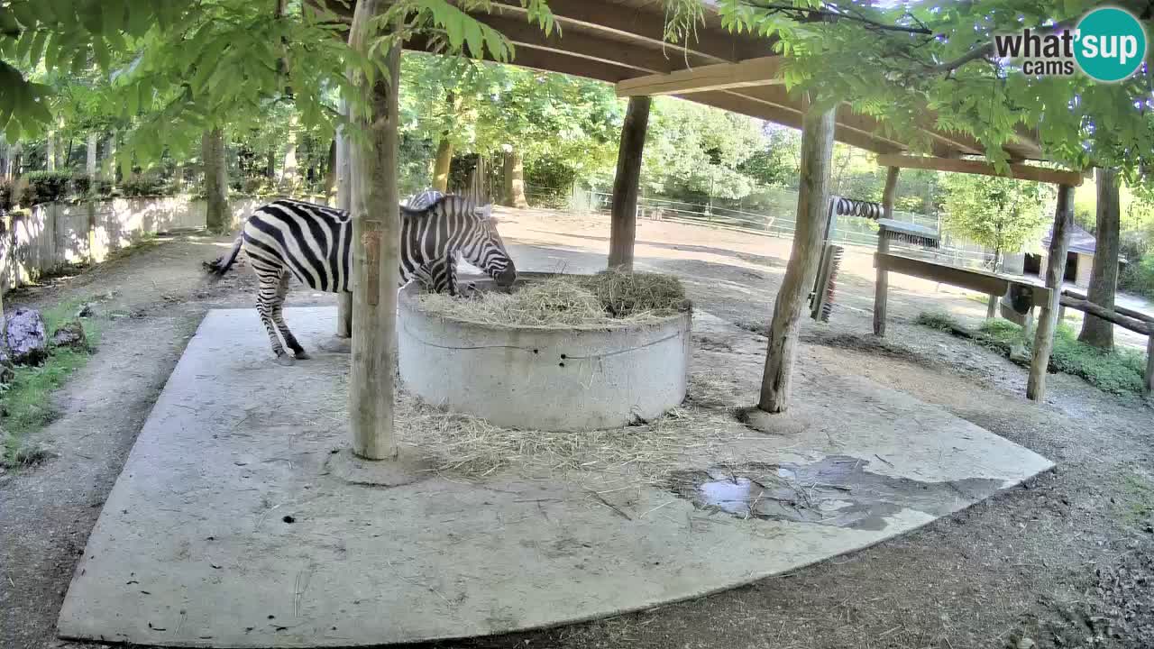 Le Zebre nello ZOO di Ljubljana – Slovenia Live webcam