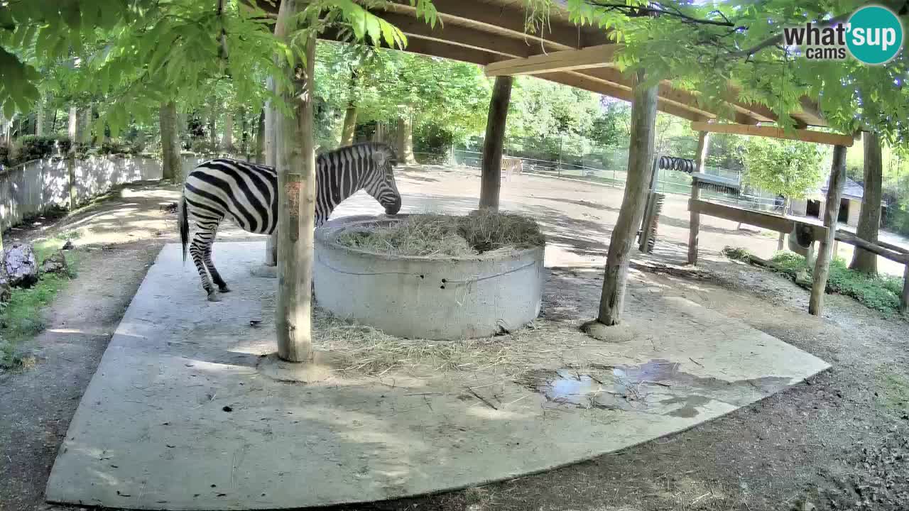 Live webcam Les zèbres in Ljubljana ZOO – Slovénie