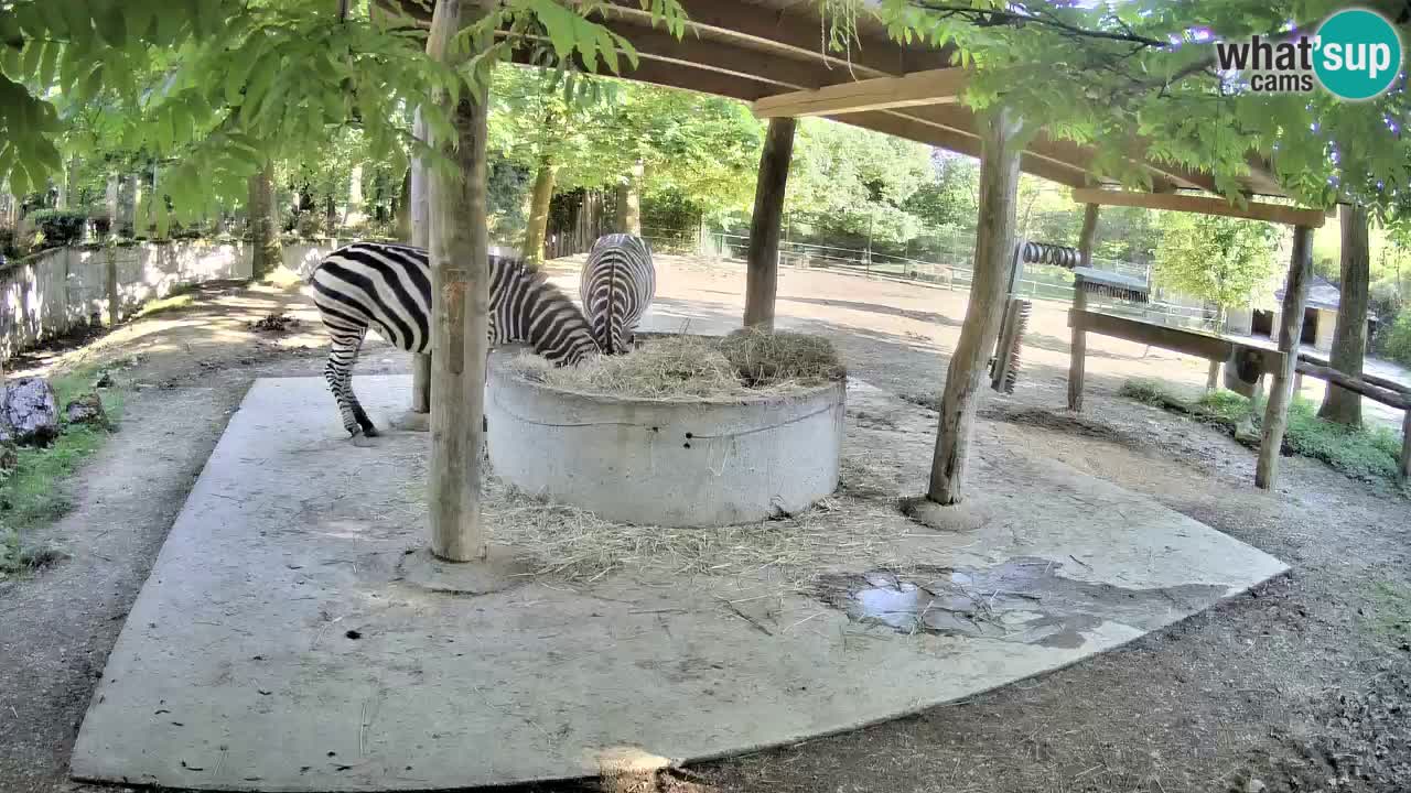 Le Zebre nello ZOO di Ljubljana – Slovenia Live webcam