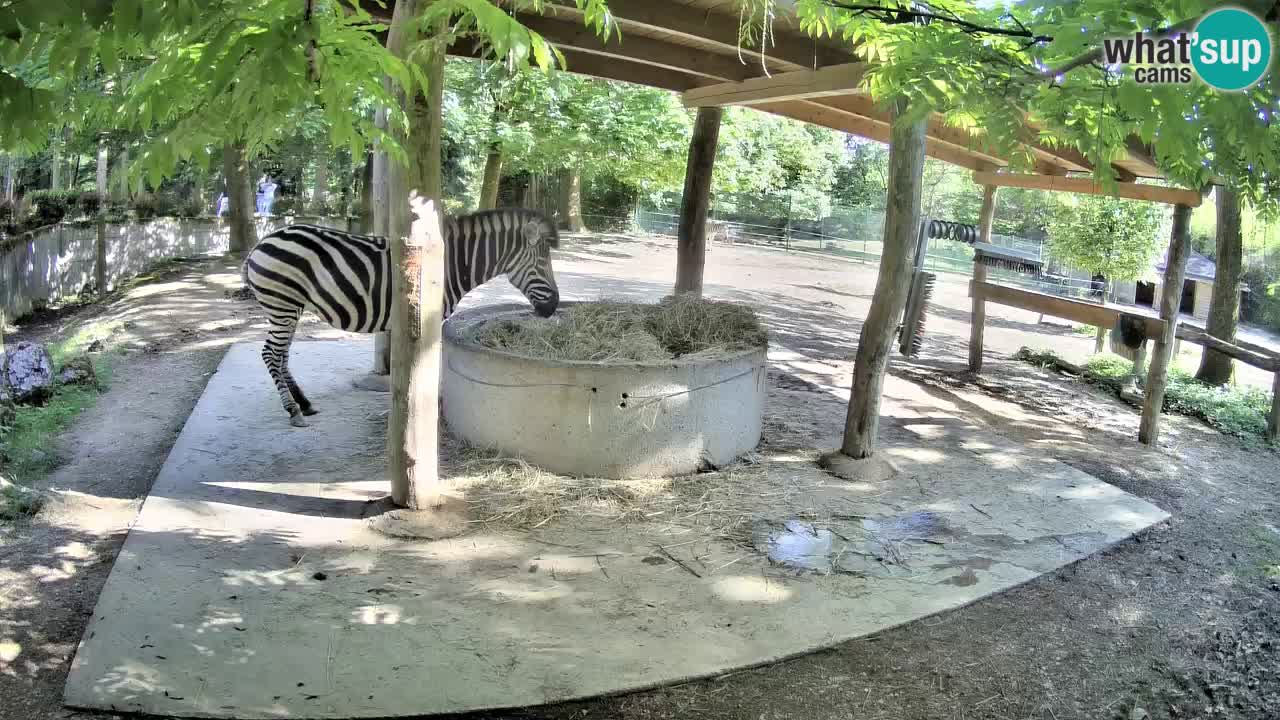 Camera en vivo Cebras in Ljubljana ZOO – Eslovenia