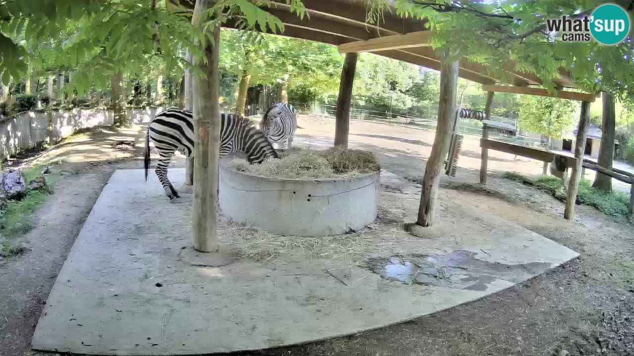 Camera en vivo Cebras in Ljubljana ZOO – Eslovenia