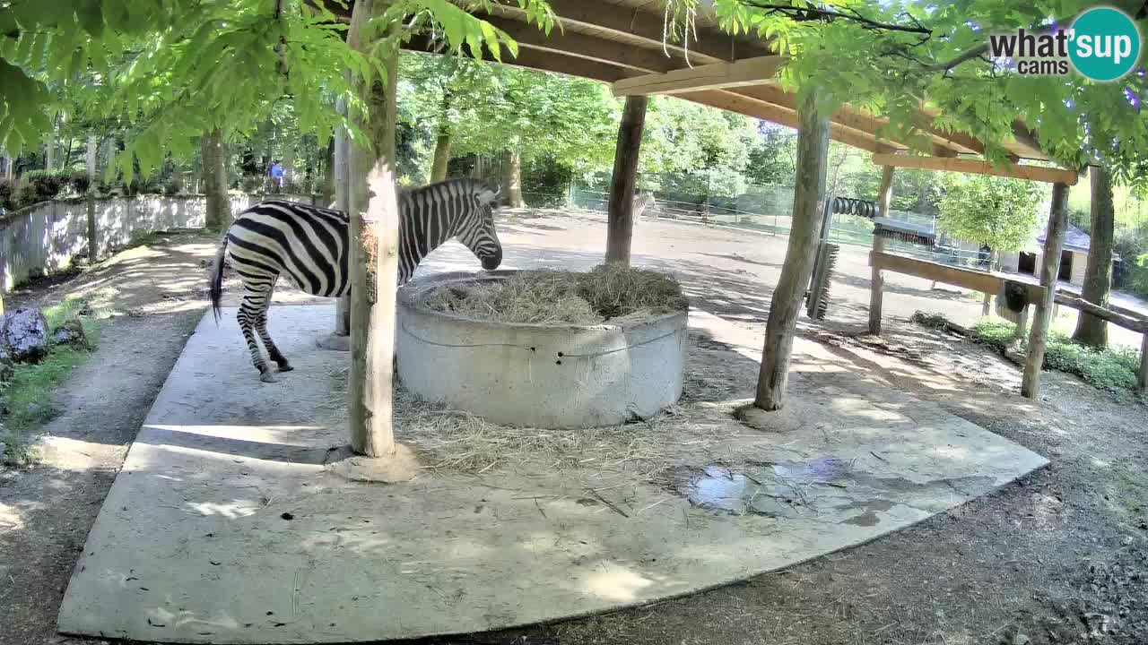 Web kamera uživo Zebras u ZOO Ljubljana – Slovenija