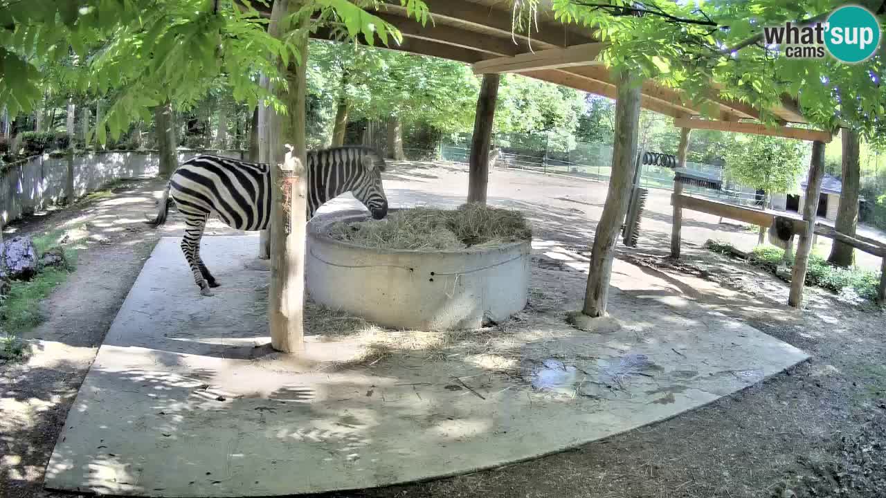 Camera en vivo Cebras in Ljubljana ZOO – Eslovenia