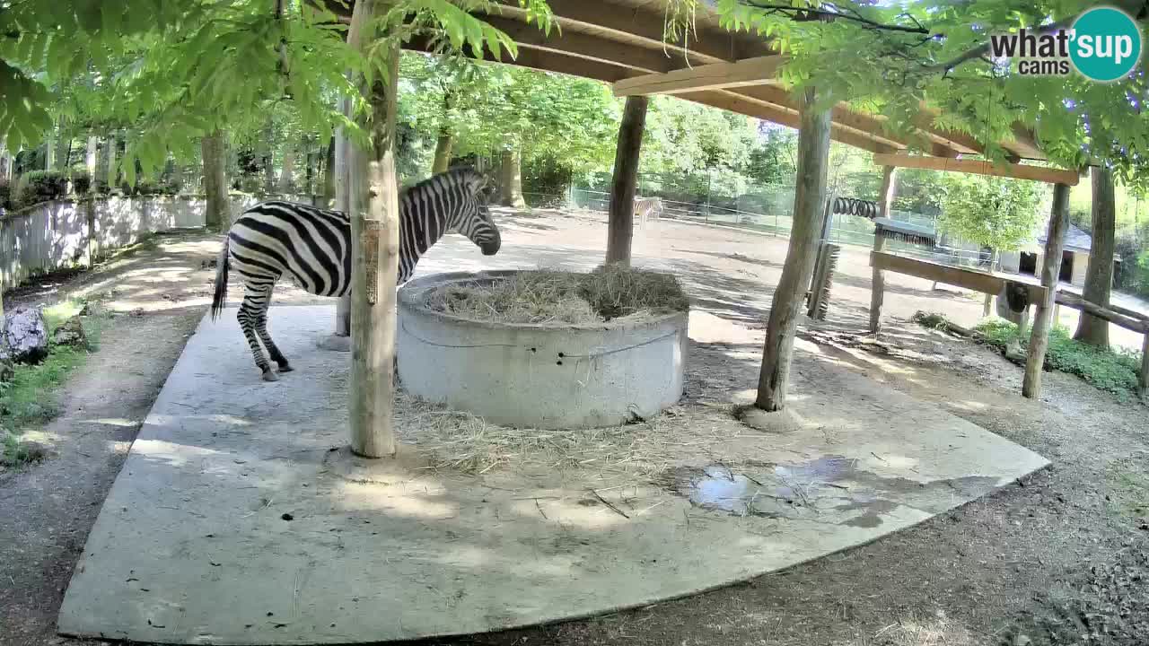 Live webcam Zebras in Ljubljana ZOO – Slovenia