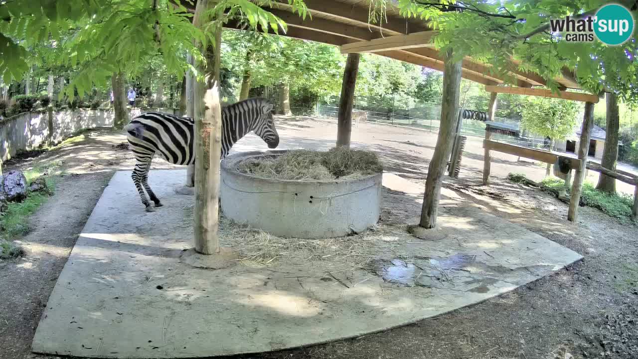 Le Zebre nello ZOO di Ljubljana – Slovenia Live webcam