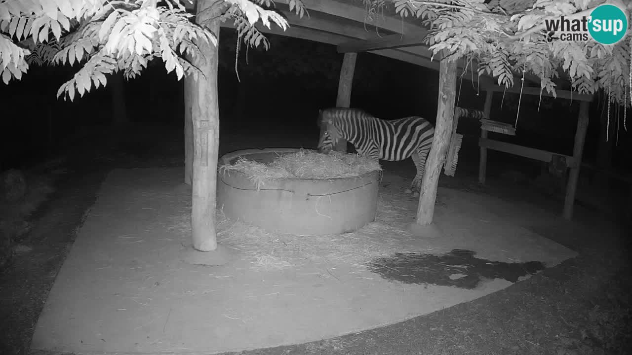 Live webcam Zebras in Ljubljana ZOO – Slovenia