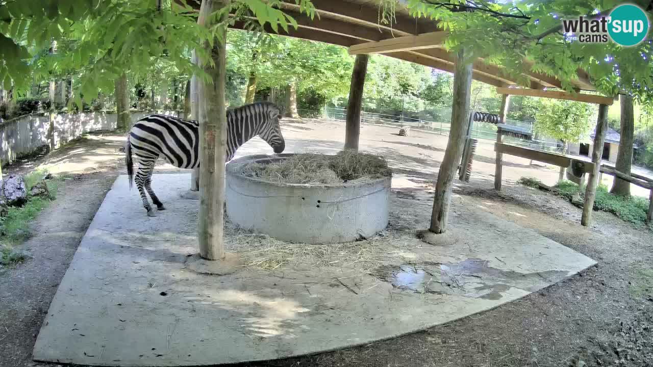 Live webcam Zebras in Ljubljana ZOO – Slovenia