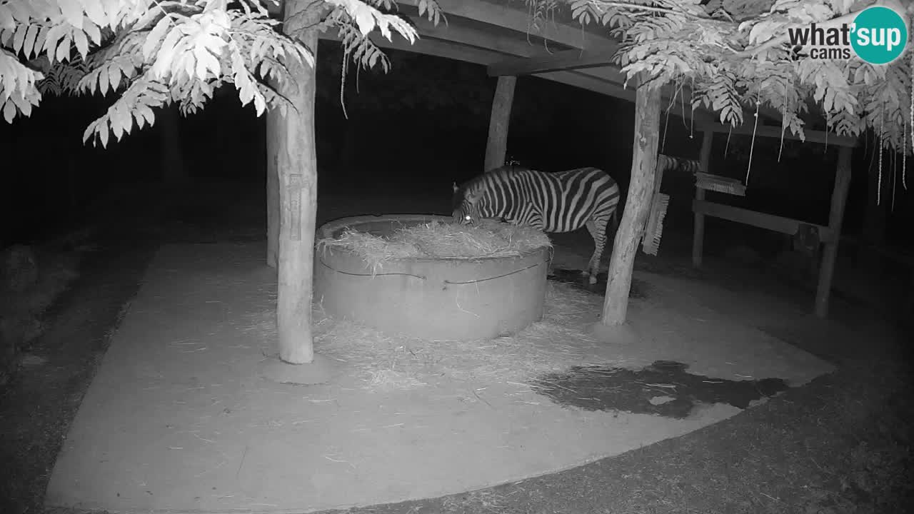 Le Zebre nello ZOO di Ljubljana – Slovenia Live webcam