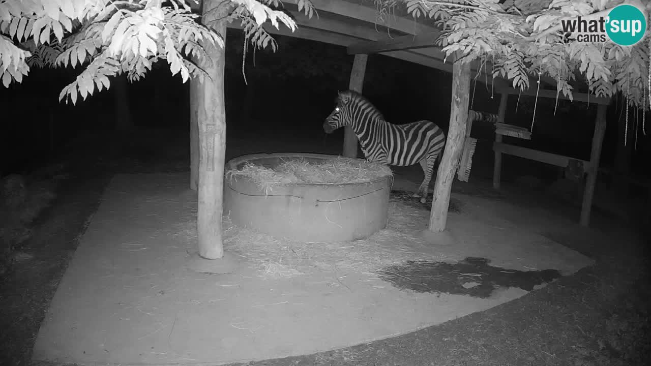Zebre v živo v živalskem vrtu Ljubljana ZOO spletne kamere