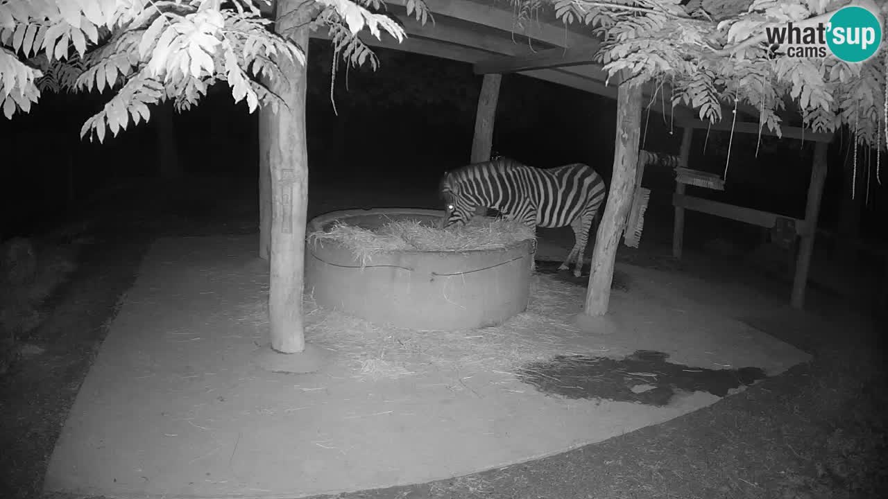 Web kamera uživo Zebras u ZOO Ljubljana – Slovenija