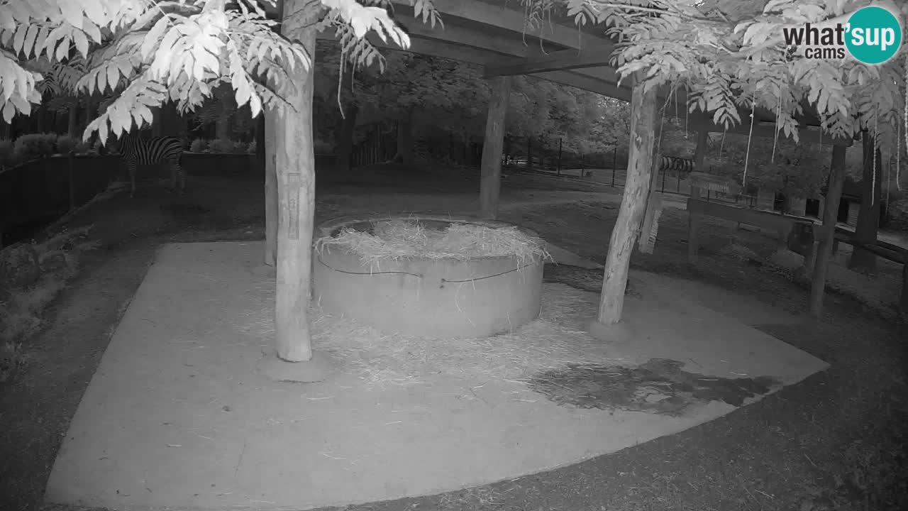 Camera en vivo Cebras in Ljubljana ZOO – Eslovenia