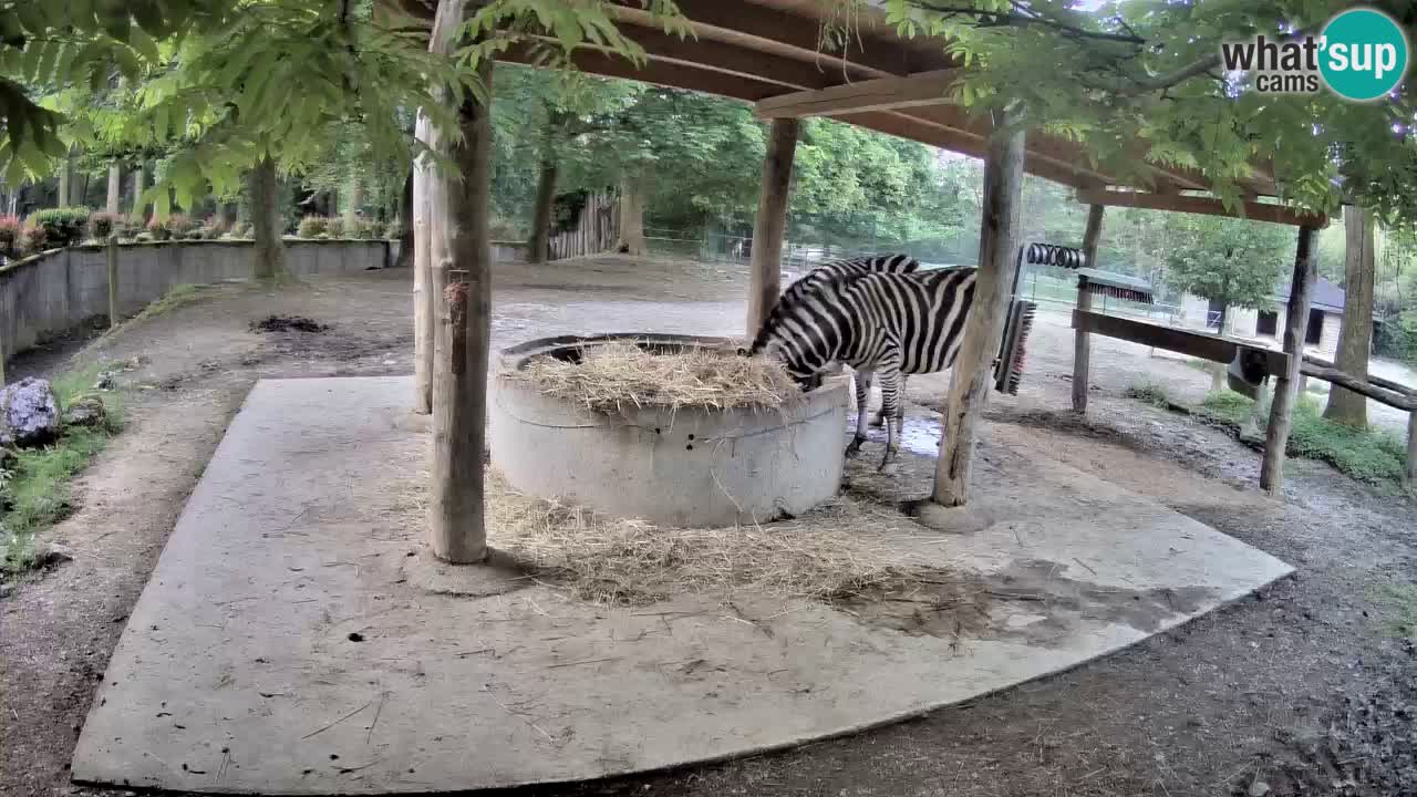 Live webcam Les zèbres in Ljubljana ZOO – Slovénie