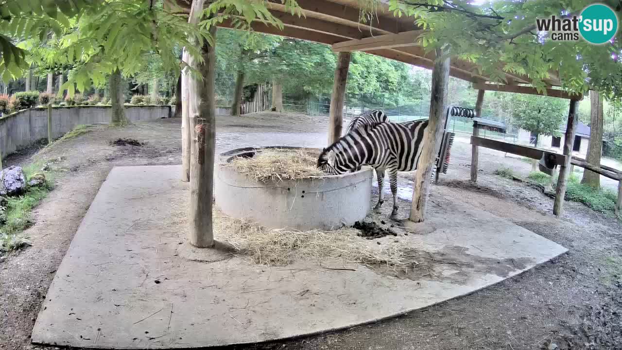 Live webcam Les zèbres in Ljubljana ZOO – Slovénie