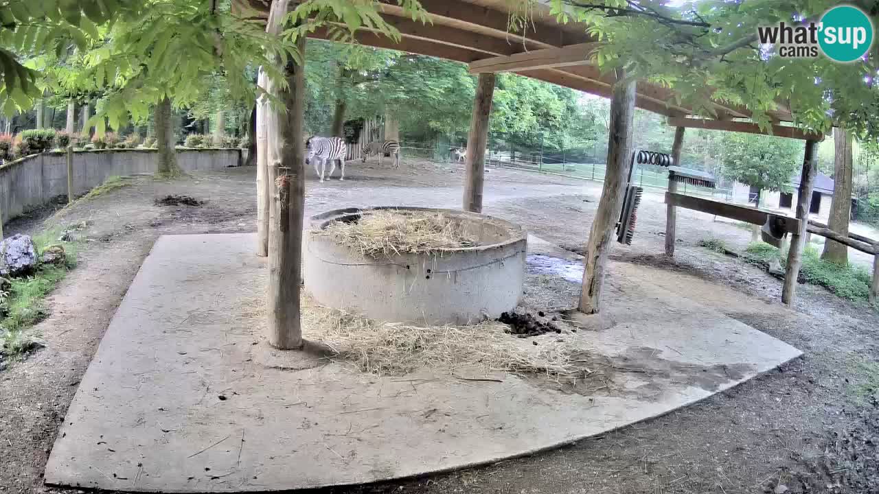 Live webcam Les zèbres in Ljubljana ZOO – Slovénie
