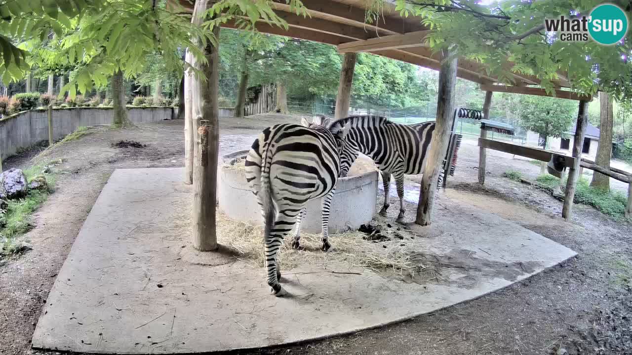 Live webcam Les zèbres in Ljubljana ZOO – Slovénie