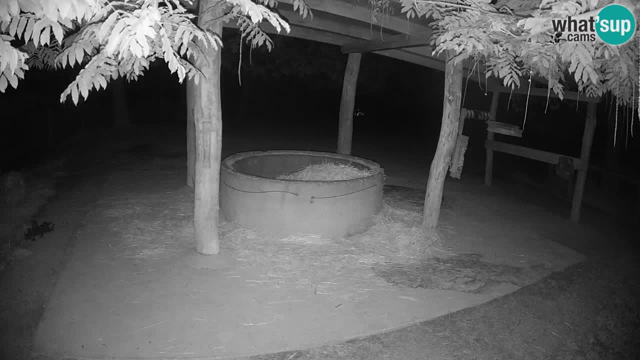 Live webcam Les zèbres in Ljubljana ZOO – Slovénie