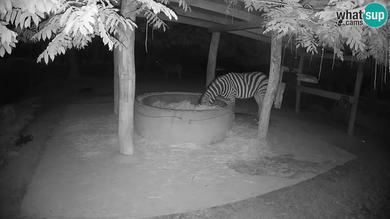 Web kamera uživo Zebras u ZOO Ljubljana – Slovenija