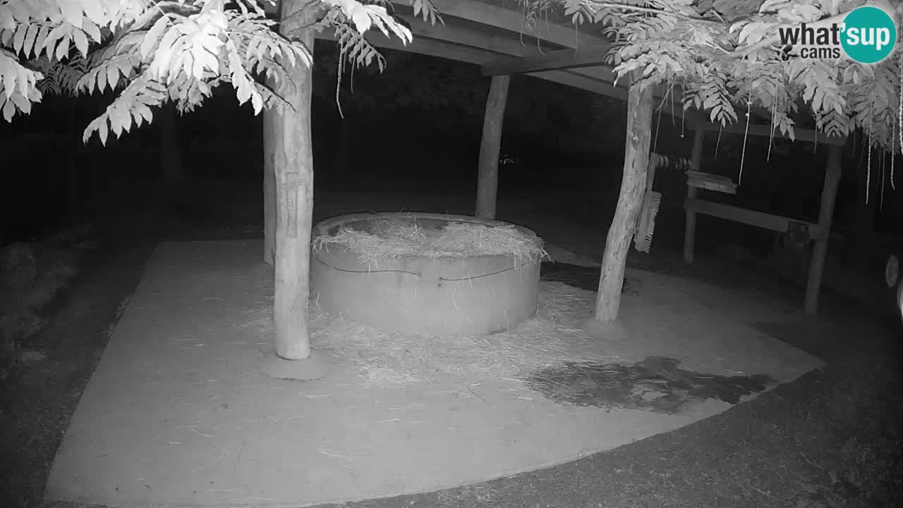 Live Webcam Zebras in Ljubljana ZOO – Slowenien