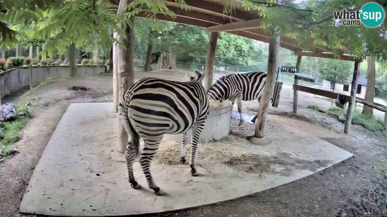 Zebre v živo v živalskem vrtu Ljubljana ZOO spletne kamere