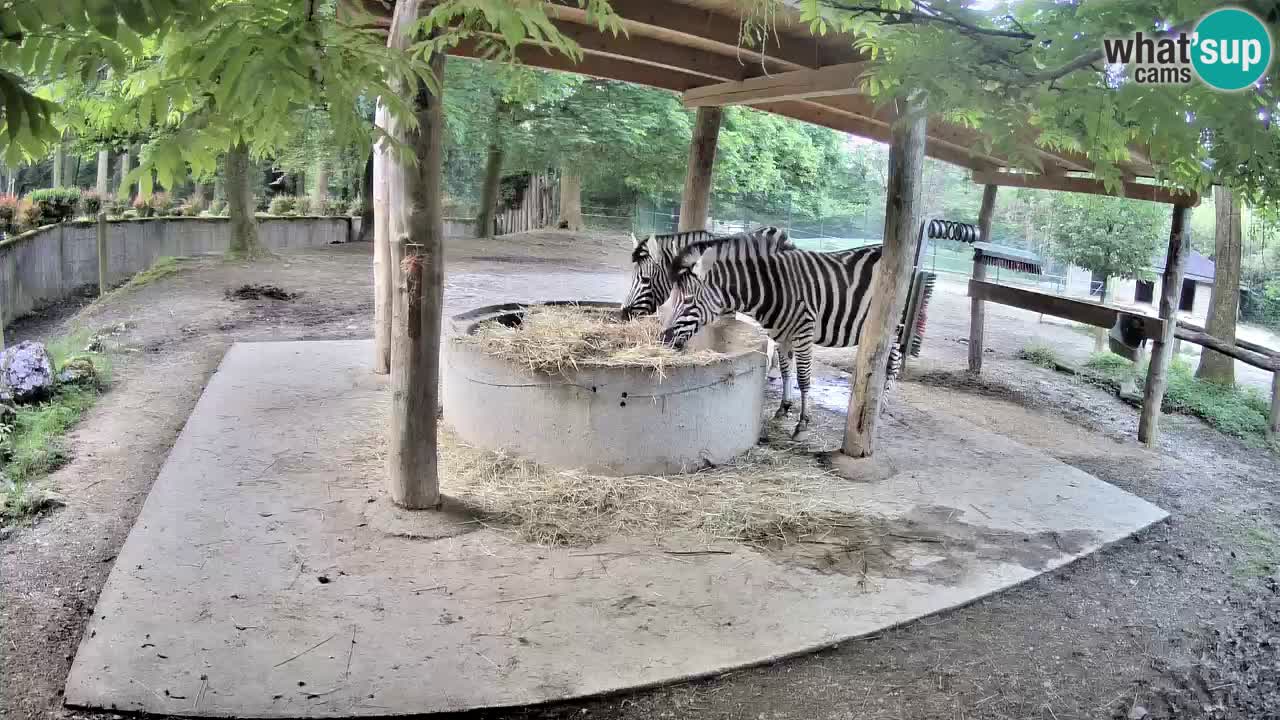 Camera en vivo Cebras in Ljubljana ZOO – Eslovenia