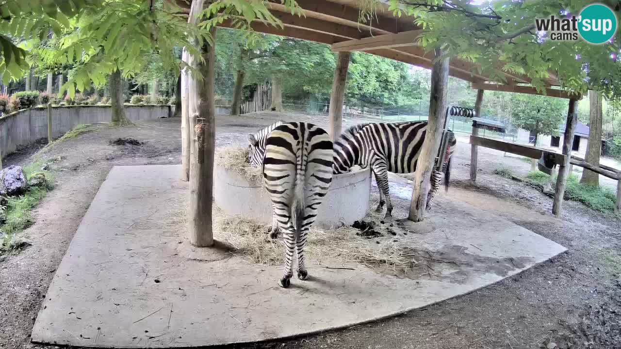 Live webcam Zebras in Ljubljana ZOO – Slovenia