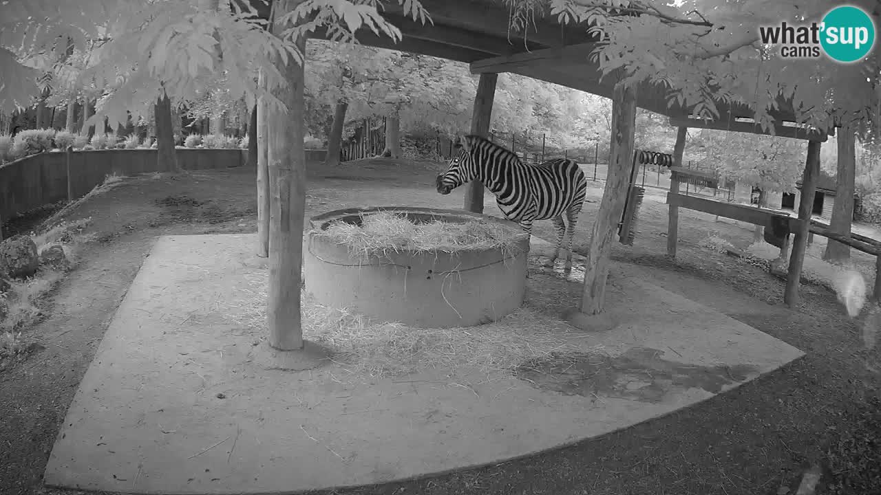 Zebre v živo v živalskem vrtu Ljubljana ZOO spletne kamere