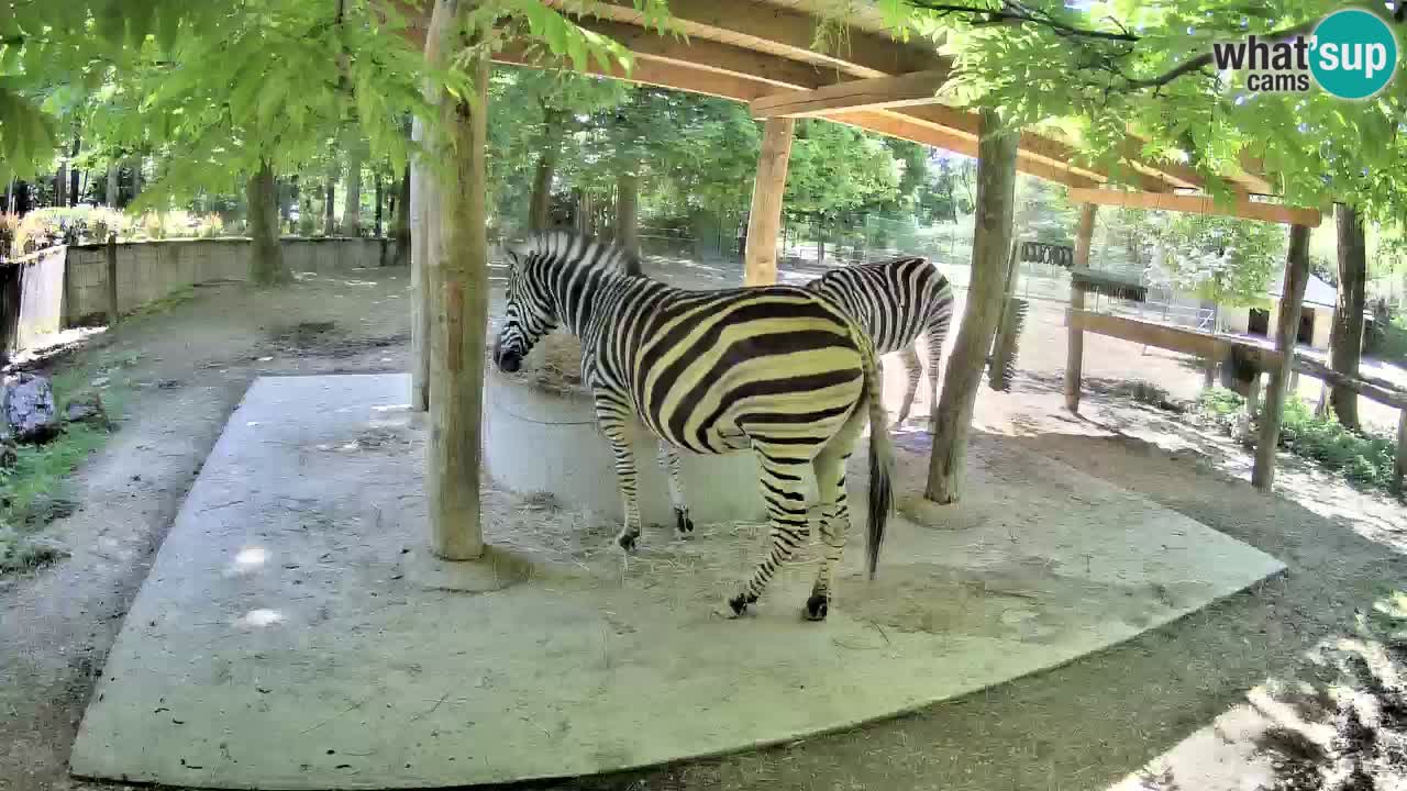 Live webcam Les zèbres in Ljubljana ZOO – Slovénie