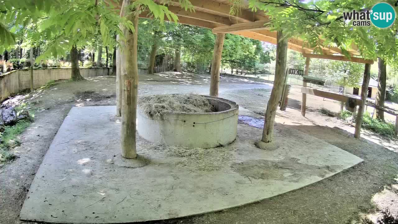 Camera en vivo Cebras in Ljubljana ZOO – Eslovenia