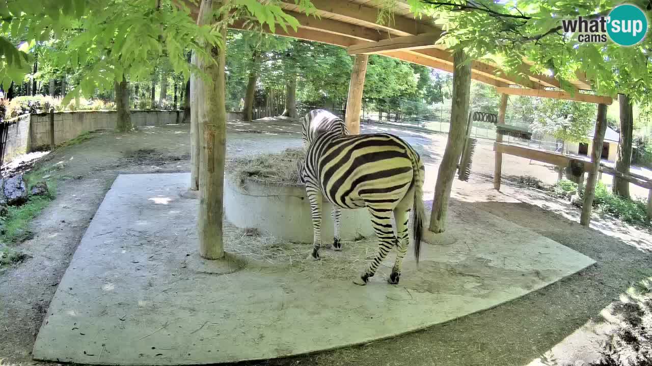 Zebre v živo v živalskem vrtu Ljubljana ZOO spletne kamere