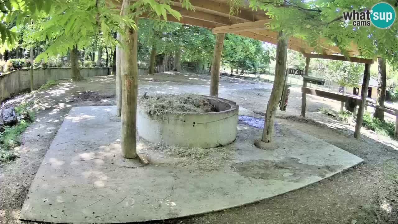 Web kamera uživo Zebras u ZOO Ljubljana – Slovenija