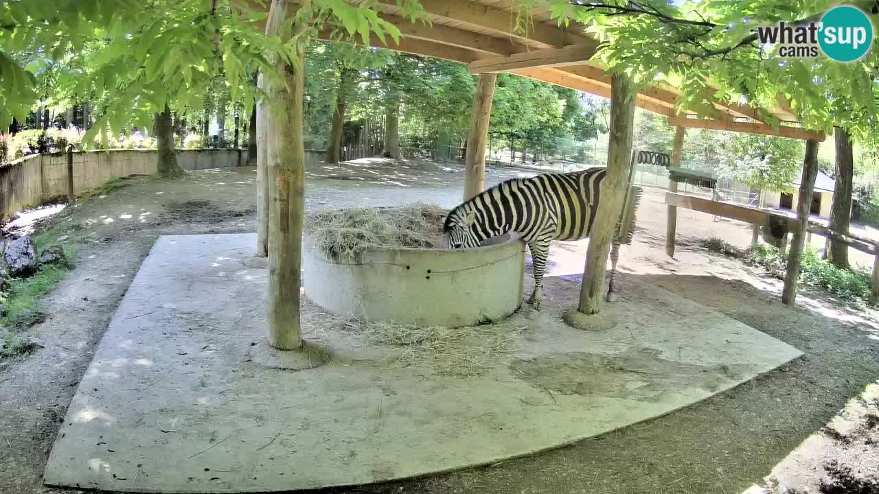 Le Zebre nello ZOO di Ljubljana – Slovenia Live webcam