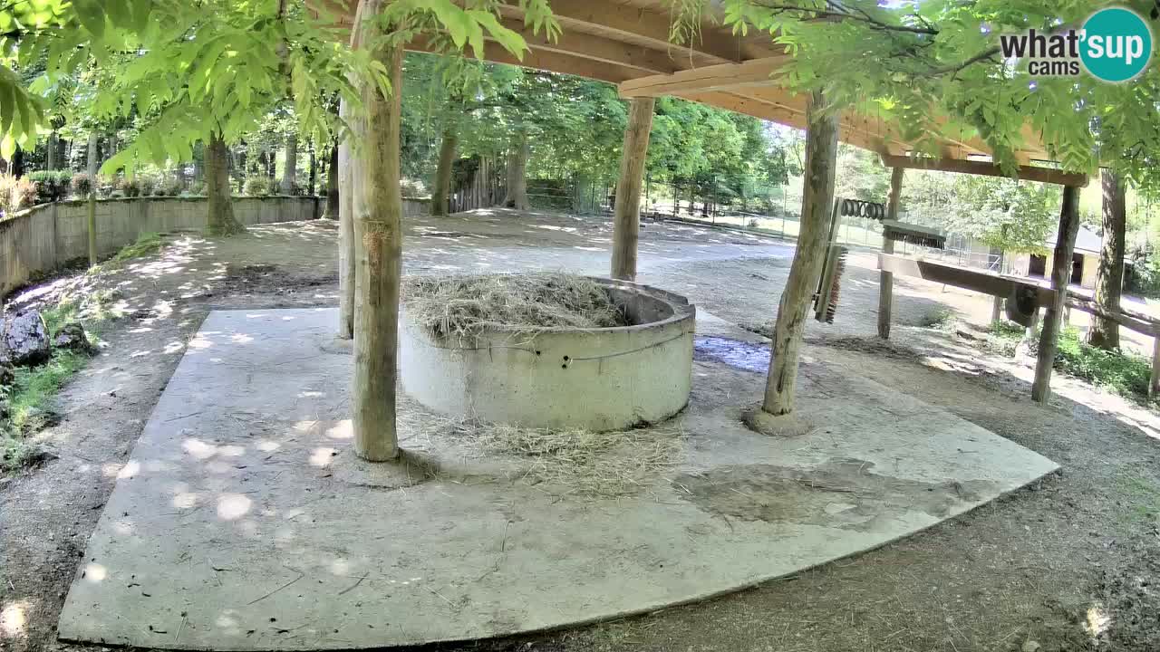 Zebre v živo v živalskem vrtu Ljubljana ZOO spletne kamere