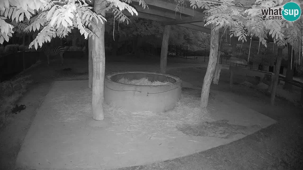 Zebre v živo v živalskem vrtu Ljubljana ZOO spletne kamere