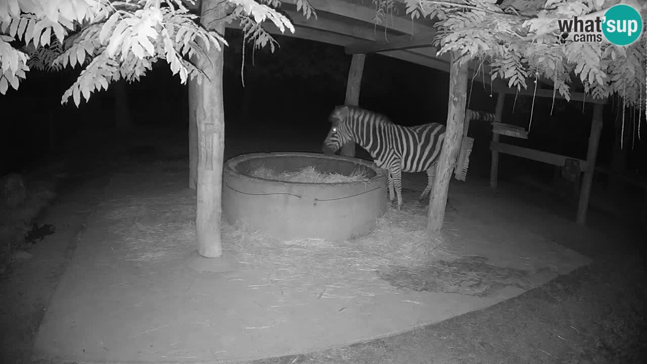 Le Zebre nello ZOO di Ljubljana – Slovenia Live webcam