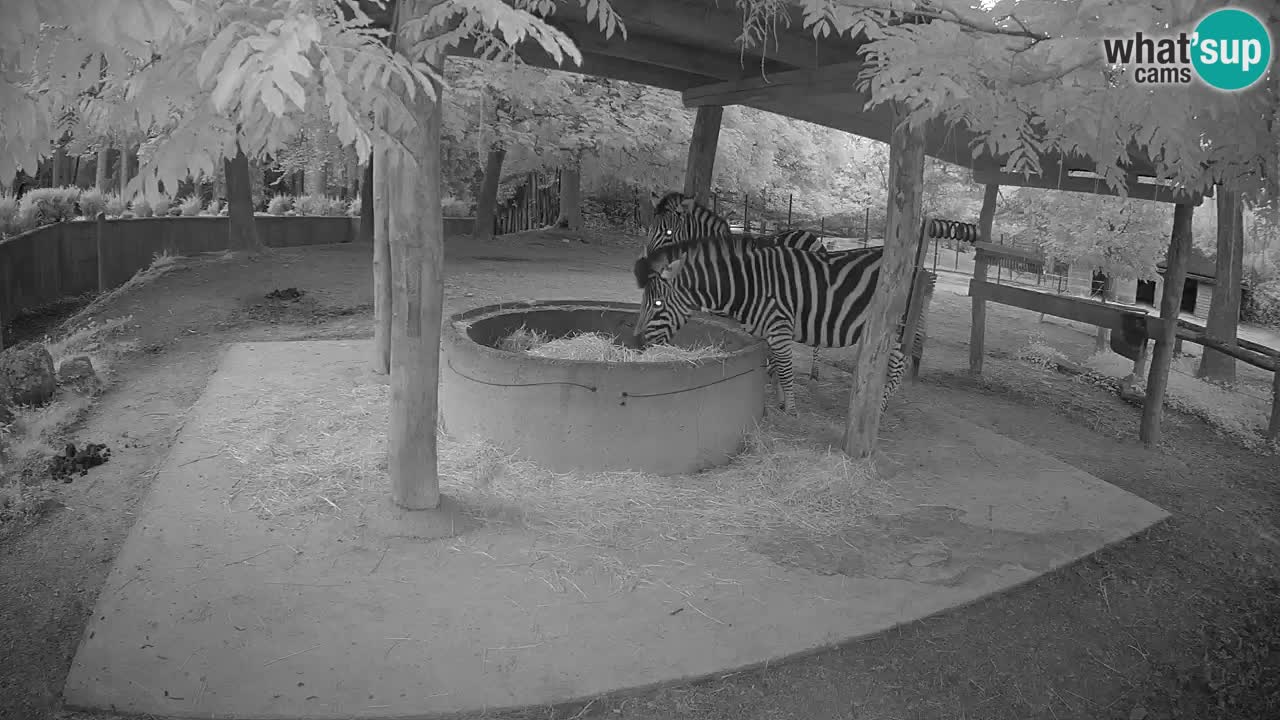 Web kamera uživo Zebras u ZOO Ljubljana – Slovenija