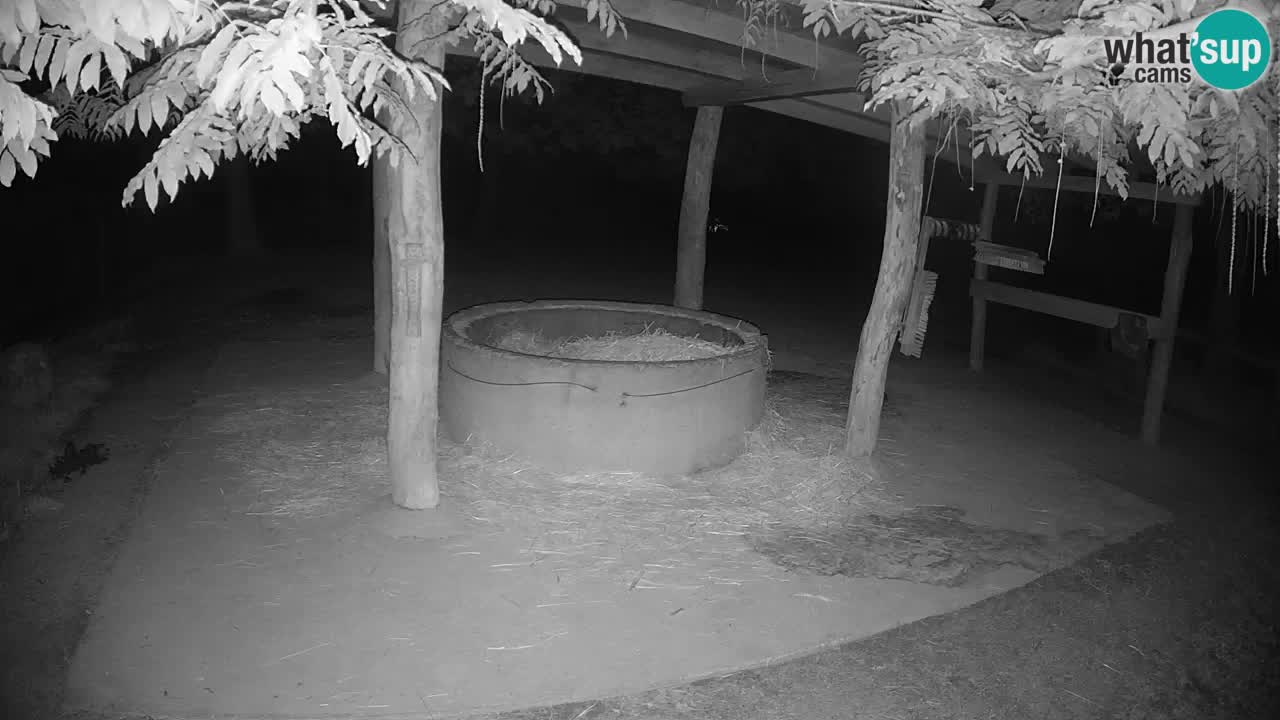 Live webcam Les zèbres in Ljubljana ZOO – Slovénie