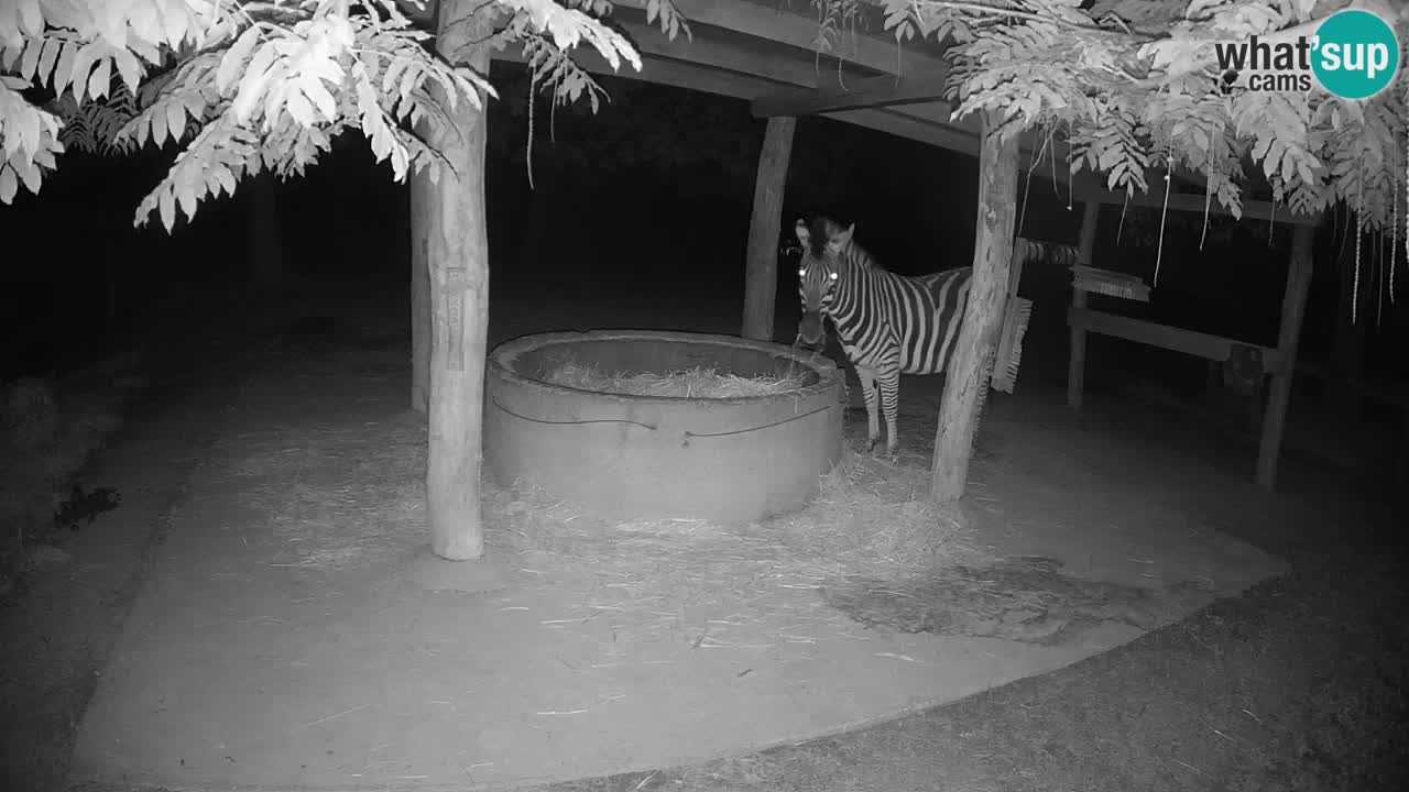 Camera en vivo Cebras in Ljubljana ZOO – Eslovenia