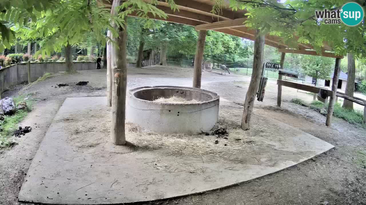 Camera en vivo Cebras in Ljubljana ZOO – Eslovenia