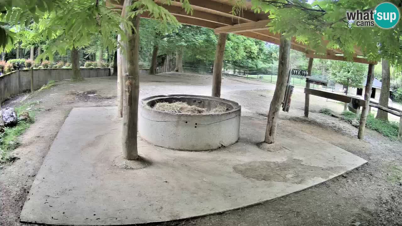 Live Webcam Zebras in Ljubljana ZOO – Slowenien