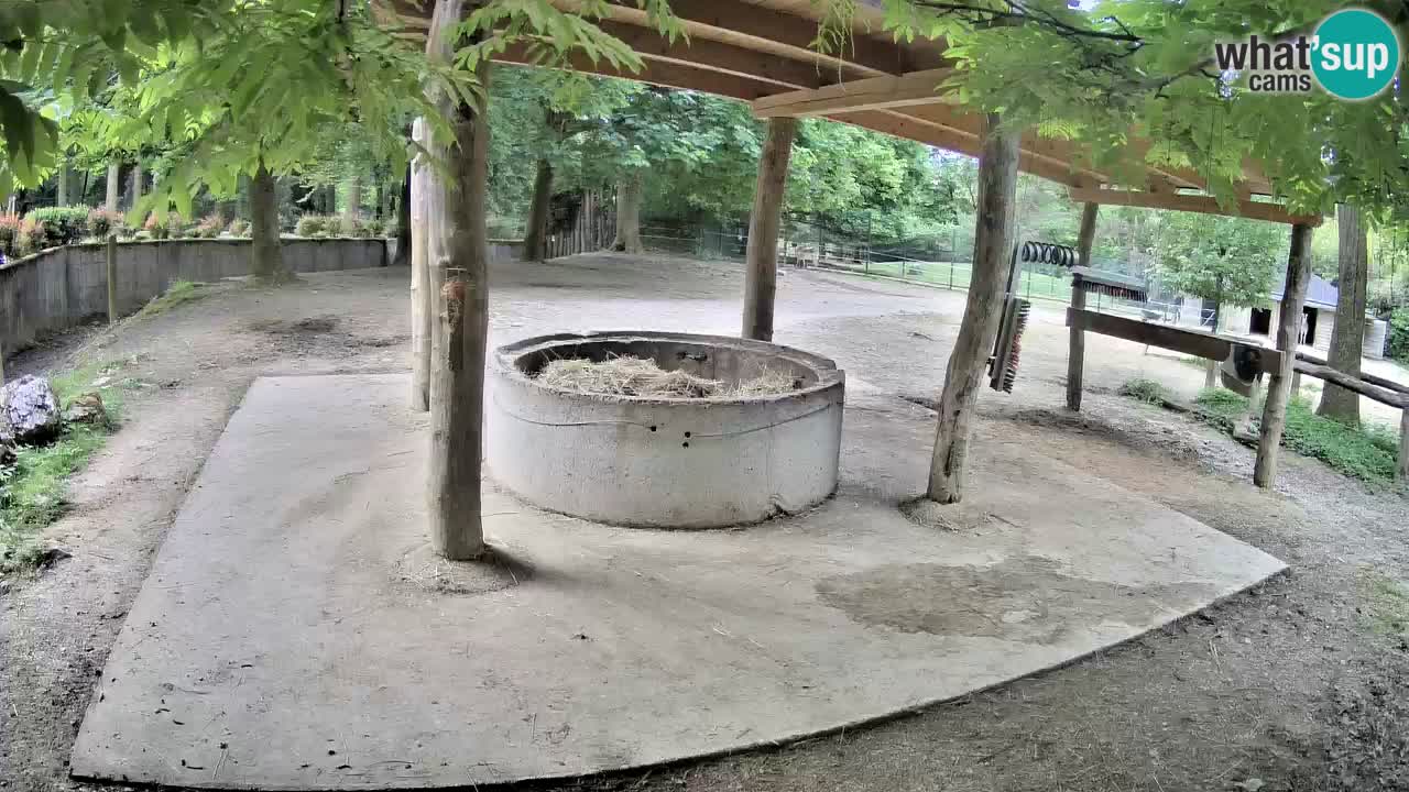Zebre v živo v živalskem vrtu Ljubljana ZOO spletne kamere