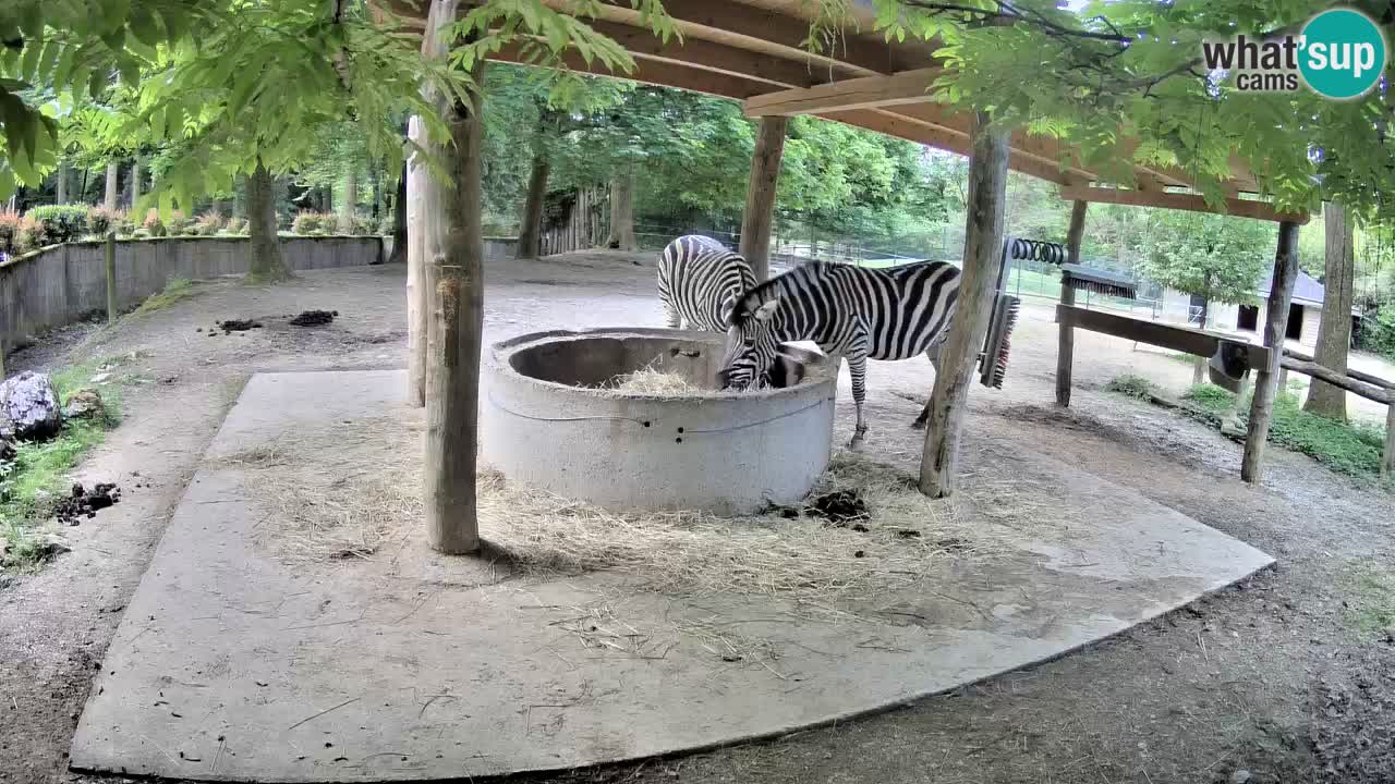Live Webcam Zebras in Ljubljana ZOO – Slowenien