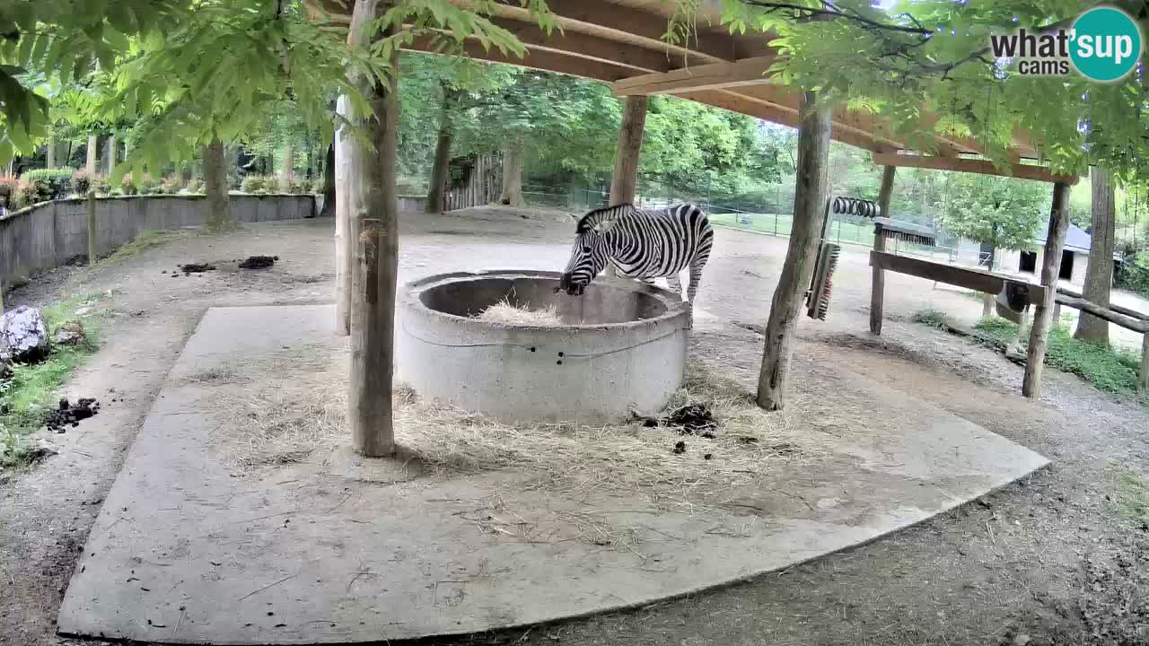 Live webcam Zebras in Ljubljana ZOO – Slovenia