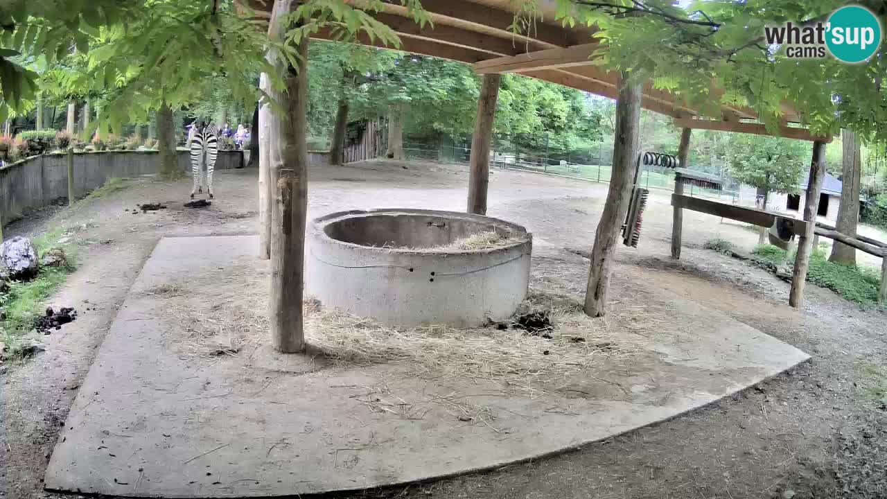 Live webcam Zebras in Ljubljana ZOO – Slovenia