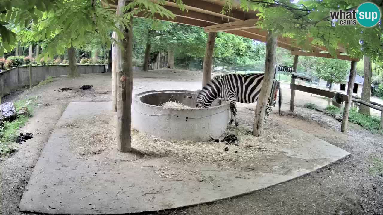 Live Webcam Zebras in Ljubljana ZOO – Slowenien