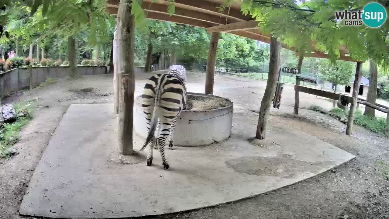 Camera en vivo Cebras in Ljubljana ZOO – Eslovenia