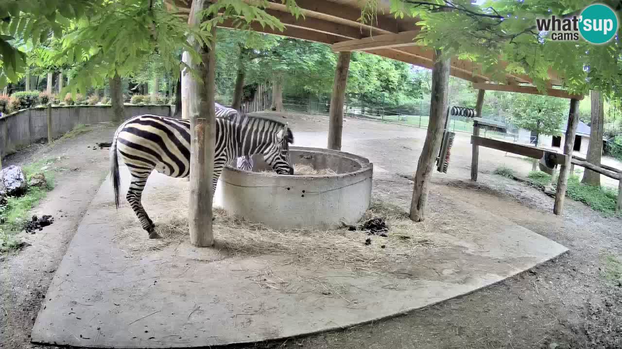 Live webcam Les zèbres in Ljubljana ZOO – Slovénie